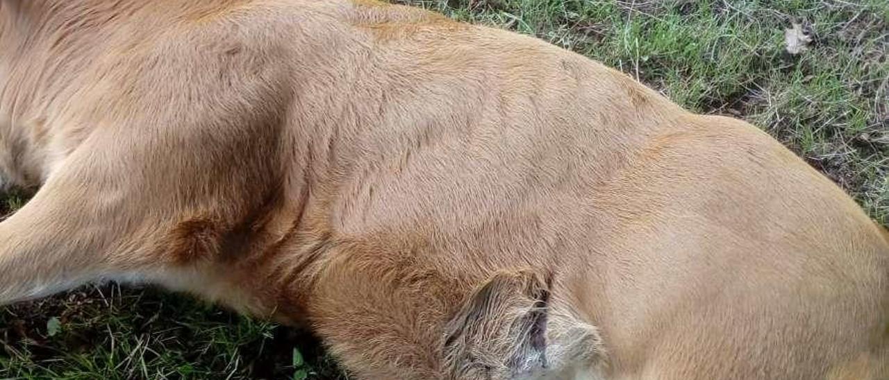 Una de las terneras heridas por el oso en Brañavarela.