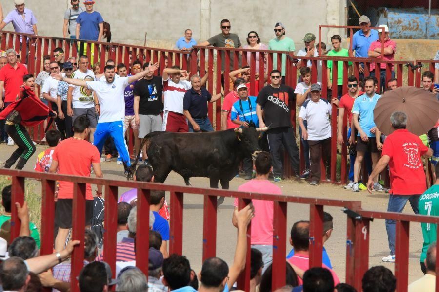 Toros bravos en Vadillo de la Guareña