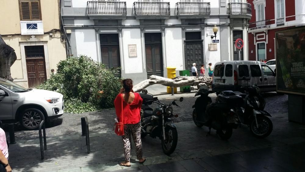 Caída de un árbol en San Bernardo