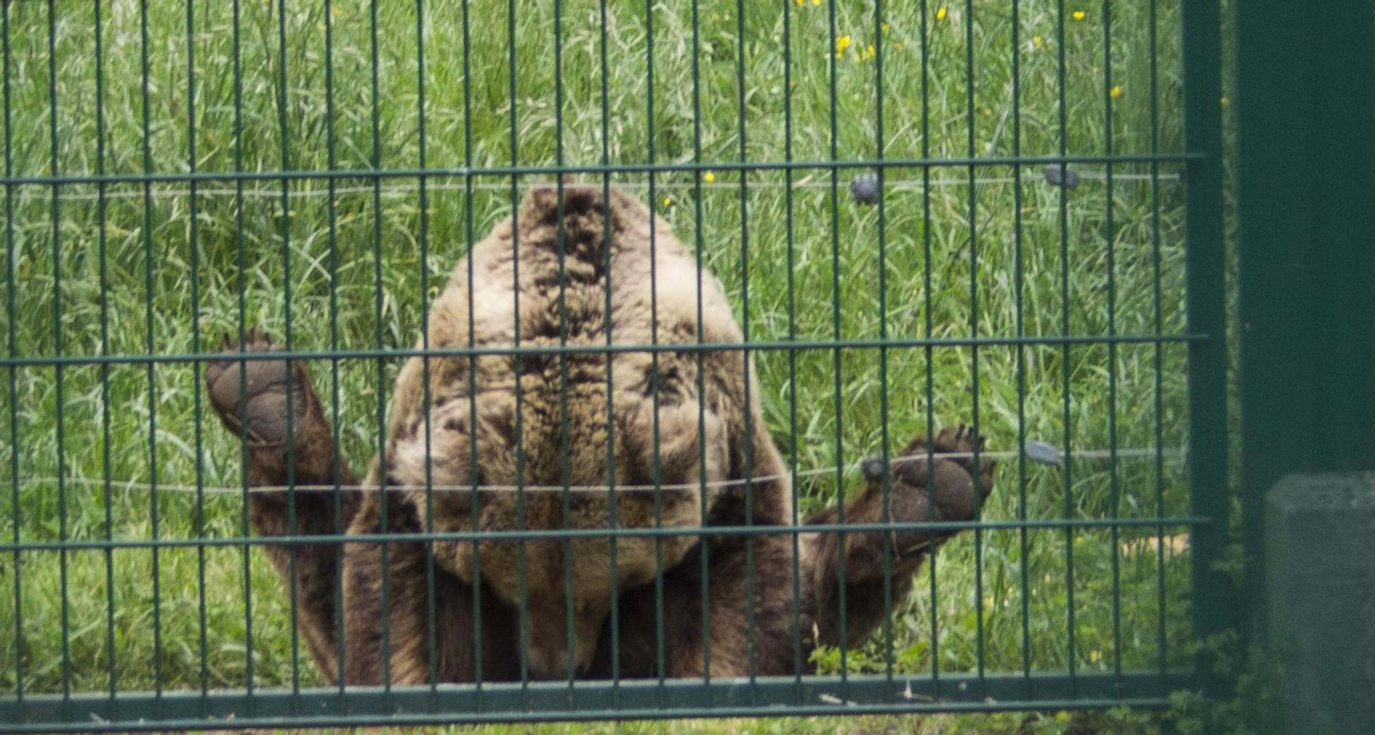 EN IMÁGENES: Así fue la vida de la osa "Paca" en el cercado de los Valles del Trubia