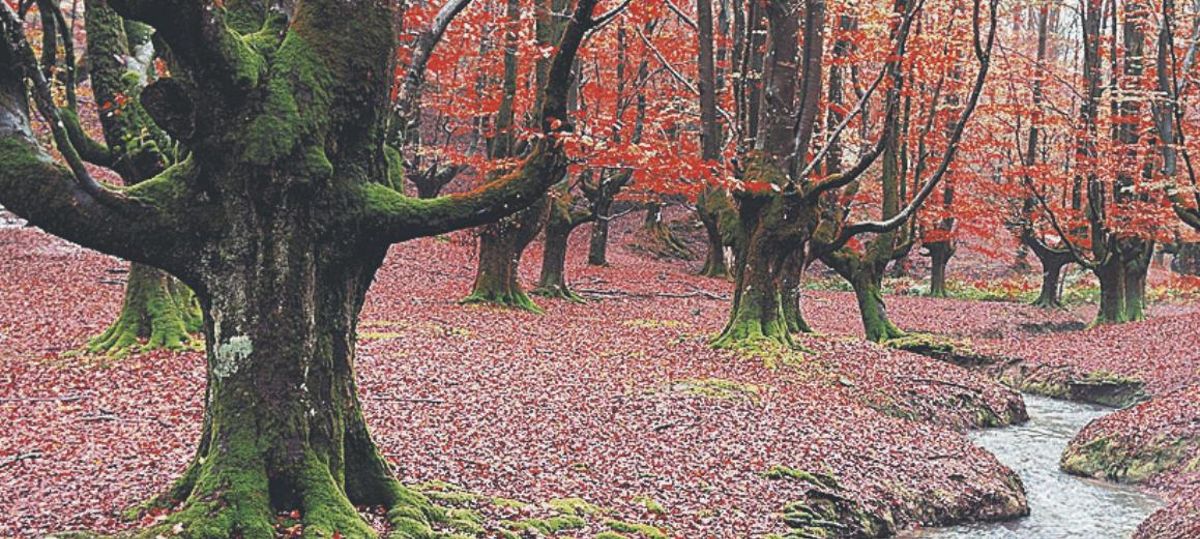 Fagedes i rouredes, en busca del bosc encantat