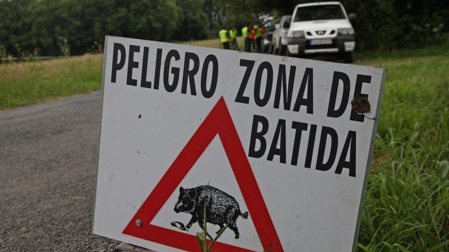 Concluye sin capturas la segunda batida al jabalí por daños en cultivos de A Estrada