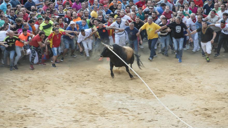 Patriarca, el Toro Enmaromado de Benavente de 2019, saliendo del toril.