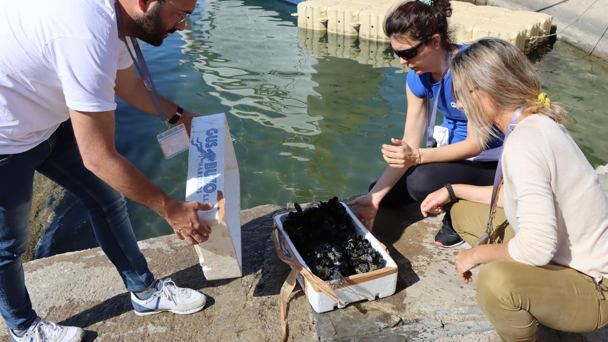 Presentan el proyecto 'El mejillón como biorremediador de las aguas del puerto de Palma'