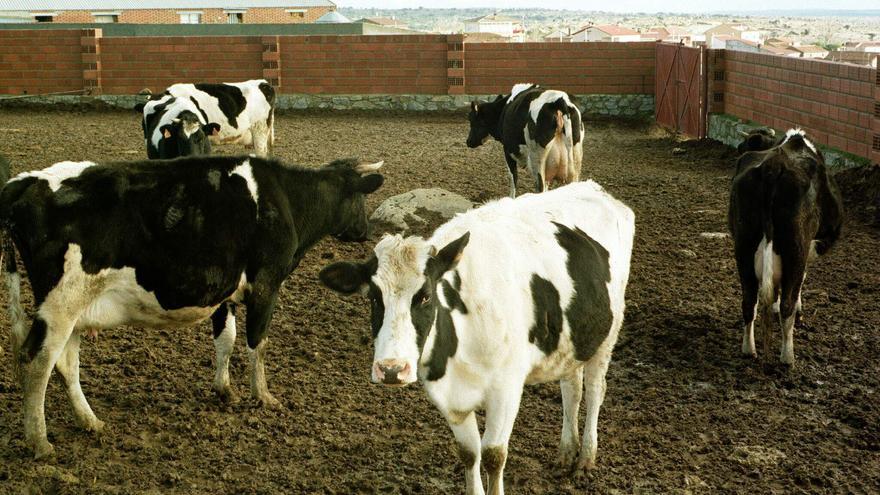 La Junta subvencionará con una cuantía máxima de 1,98 euros por animal y día la prohibición de movimientos por la tuberculosis bovina