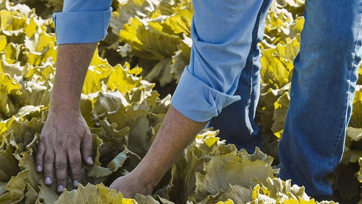 En Almería, Murcia y Alicante -principales zonas productoras de hortalizas en Europa- la incidencia de pulgones ha aumentado en los últimos años.