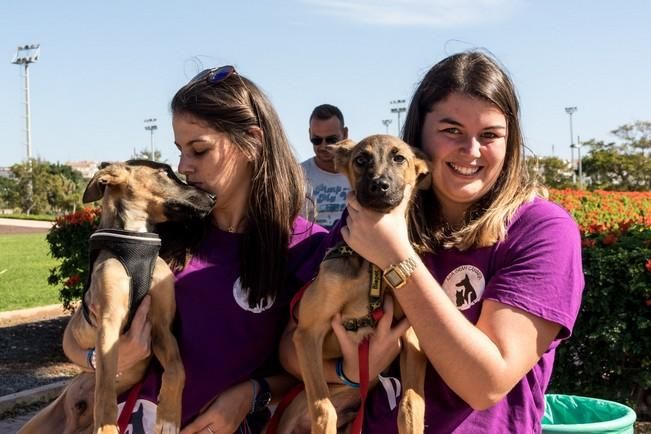 Feria de Mascotas de Maspalomas 2016