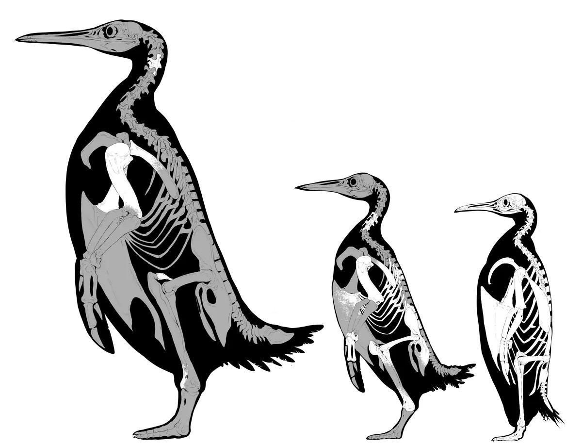 A la izquierda y en el centro, las dos nuevas especies; a la derecha, un pingüino emperador