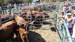 La Junta fomenta las razas ganaderas autóctonas con estas ayudas