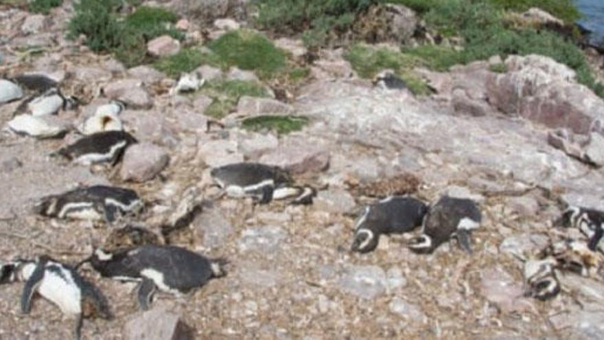 Algunos de los pingüinos tras el ataque de los perros.