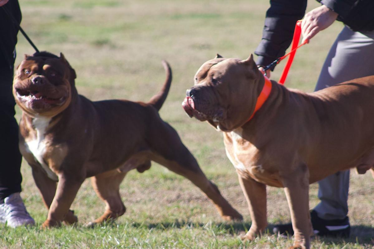 Distintos momentos de la Euronationals American Bully Kennel Club en el recinto ferial Ifeza de Zamora. La prueba europea más importante de la raza en la que los asistentes han podido presenciar cómo el jurado valoraba aspectos como la morfología, el movimiento, la compostura del perro o la belleza. | Alba Prieto.
