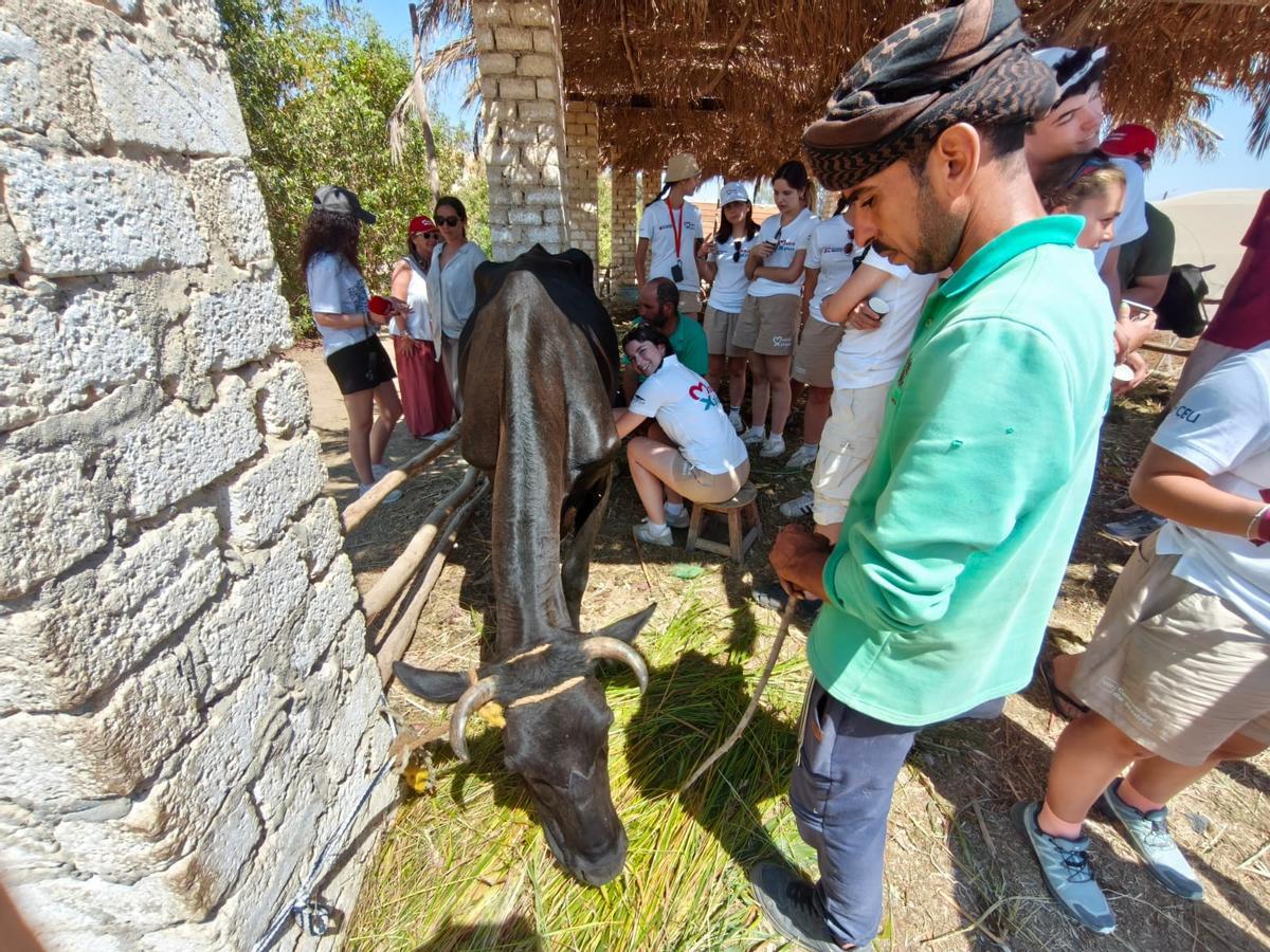 Los jóvenes de Madrid Xplora, en Tunis (Egipto) ordeñando vacas.