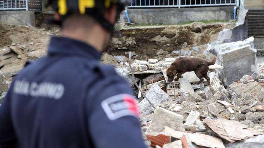 El Grupo de Cans de Rescate de A Estrada entrena en zonas de escombros en  Valencia - Faro de Vigo