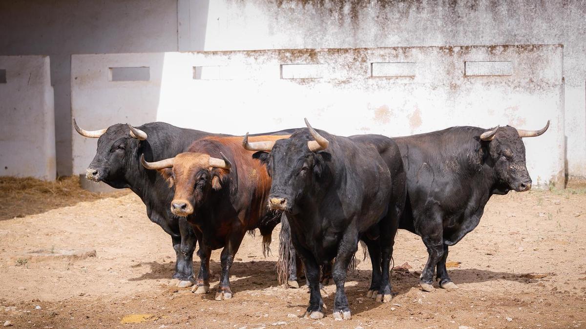 Toros de Daniel Ruiz.