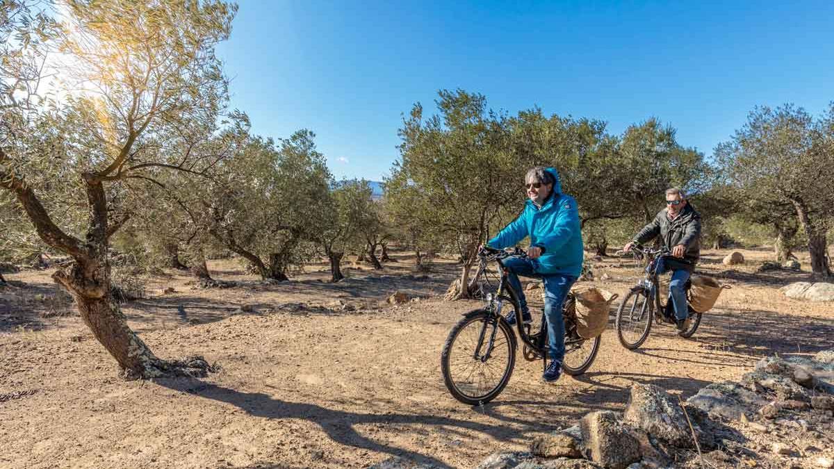 Actividades de oleoturismo en Catalunya