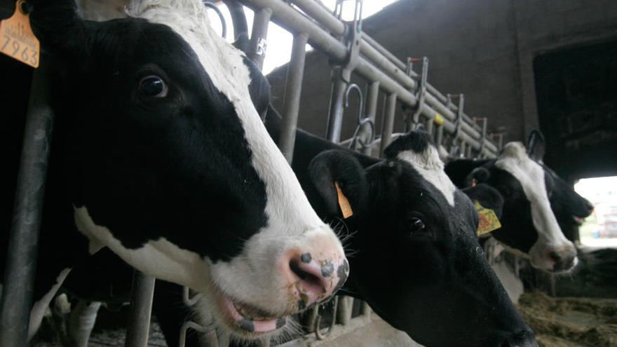 Vacas en una explotación láctea de A Coruña