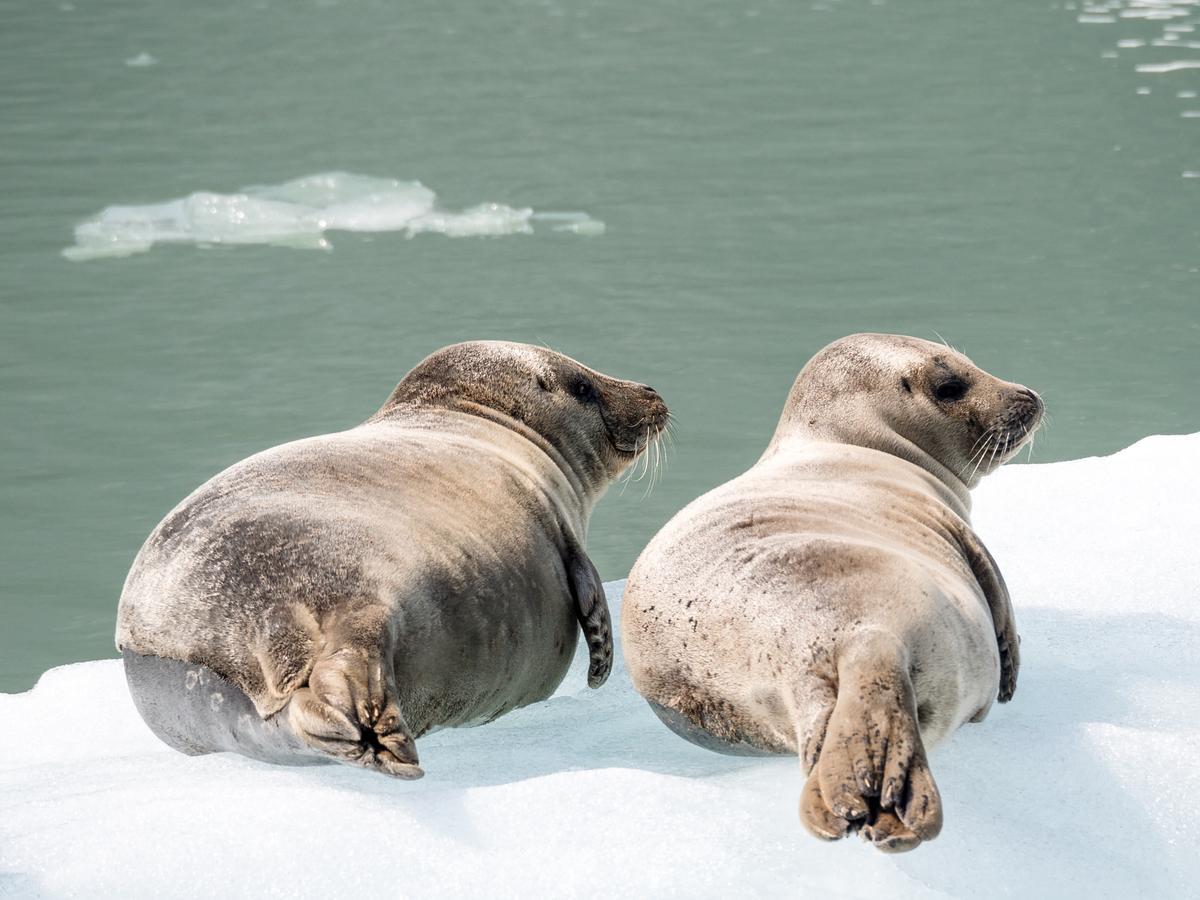 Dos focas en una imagen tomada en Alaska.
