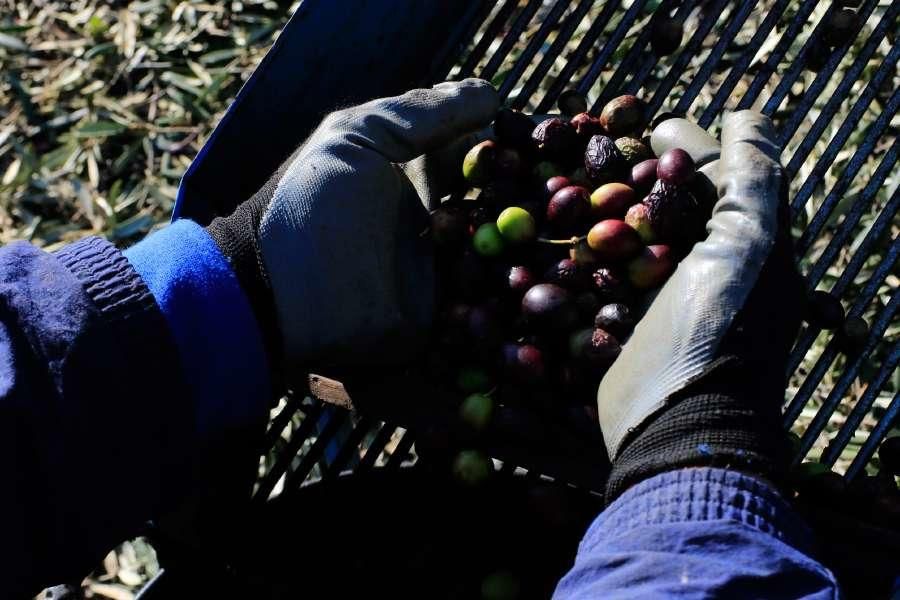 Recogida de aceituna en Fermoselle