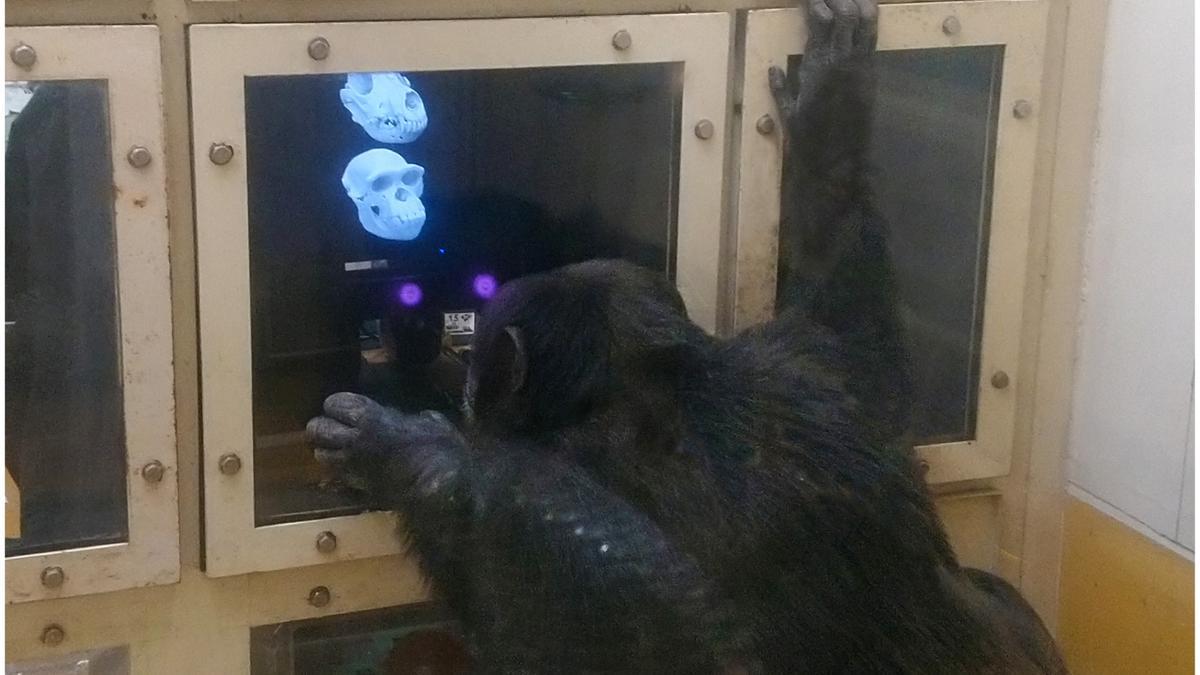 Un chimpancé de prueba realizando una sesión de seguimiento ocular en la cabina experimental.