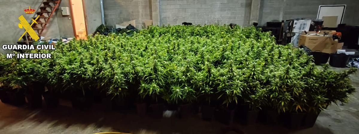 Plantas incautadas en la operación "Smell"