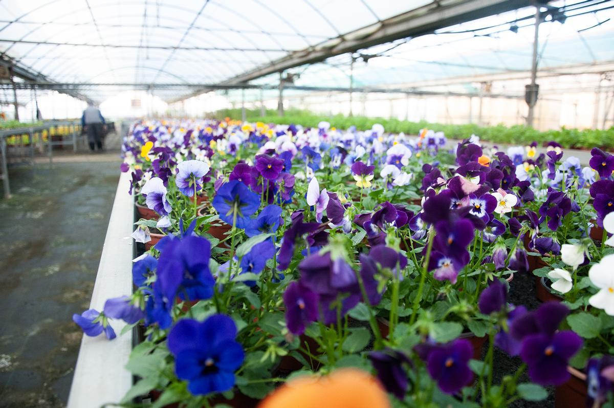 La Diputación de Cáceres distribuirá 48.000 plantas de diez especies diferentes en su Campaña de Primavera para embellecer municipios La Diputación de Cáceres distribuirá 48.000 plantas de diez especies diferentes en su Campaña de Primavera para embellecer municipios
