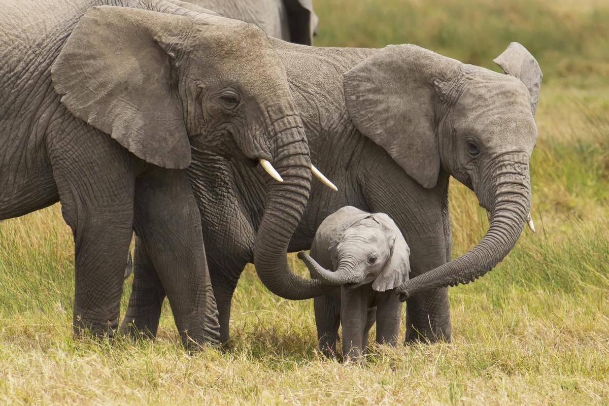 Una familia de elefantes