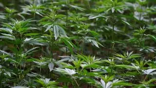 La falta de regulación sobre productos derivados del cannabis acota la apuesta de Ayuso para limitar su venta a menores