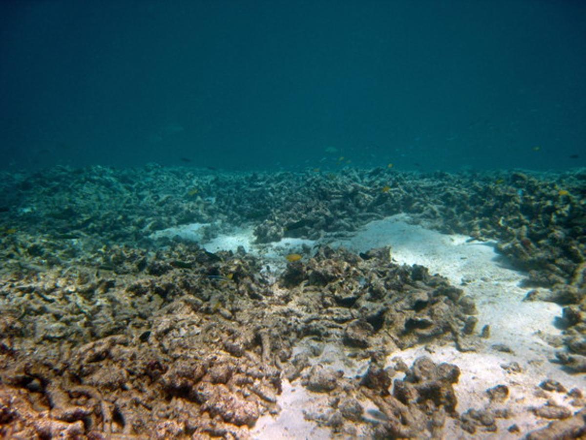 Imatge de la Gran Barrera de Coral arrasada per una espècie d’estrella de mar que fa més d’1 metre de diàmetre