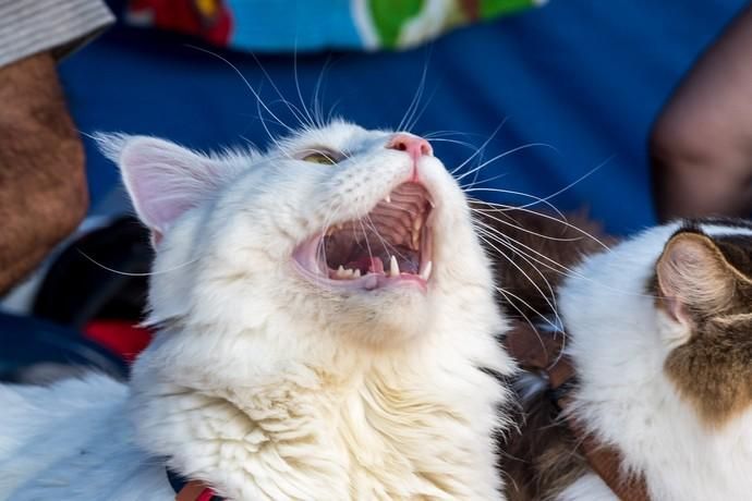 II Feria de Mascotas en Maspalomas