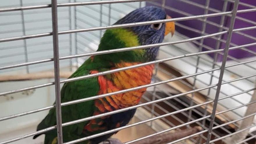 Aparece un loro multicolor en Vigo y la Policía Local busca a su dueño