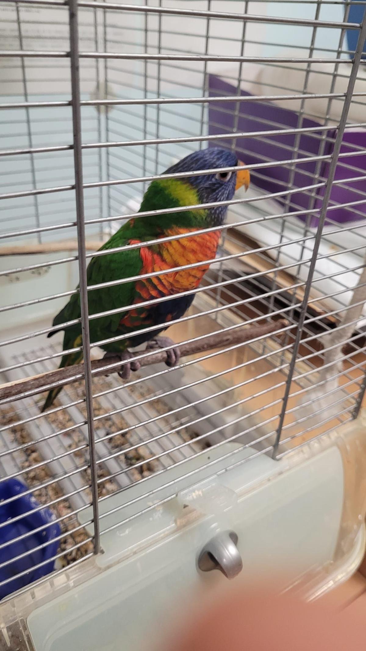 El loro con el plumaje multicolor que espera por su dueño en las dependencias policiales de Vigo.