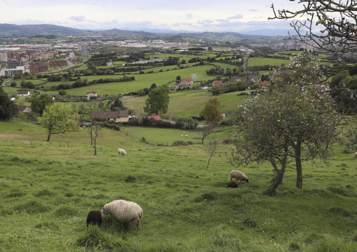 Entorno del valle entre Jove y Veriña.