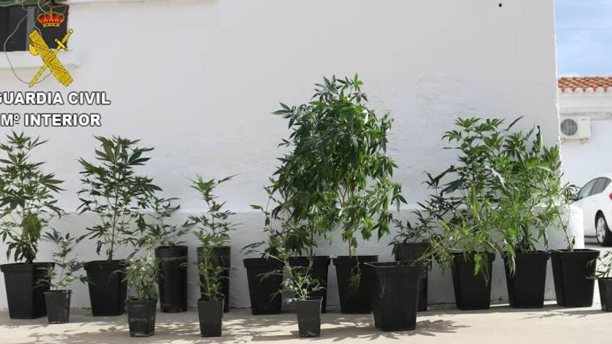 Detenido por tener un cultivo de marihuana en un sótano de Xilxes