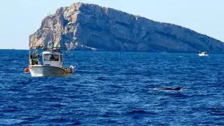 Delfines y atunes merman las capturas de los pescadores de Alicante y destrozan sus redes