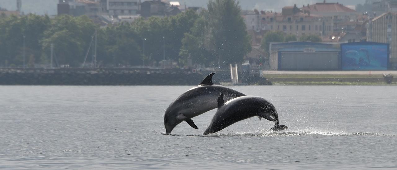 Delfines mulares estudiados por el BDRI en aguas de Vilagarcía.