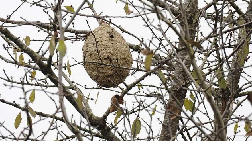 La cifra de velutinas detectadas en Galicia baja por primera vez en cinco años