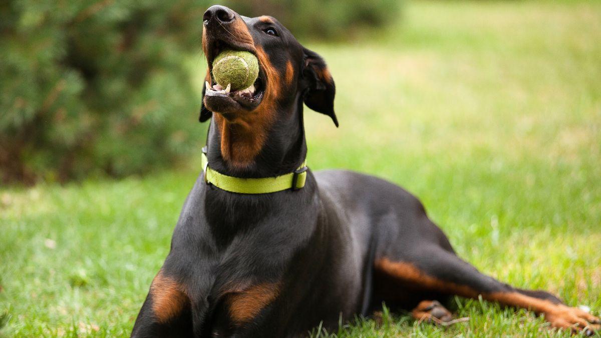 Un perro jugando con una pelota de tenis.