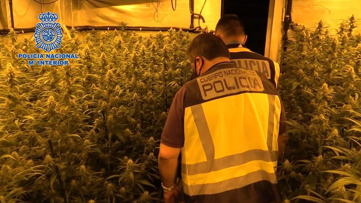 Imagen de archivo de una operación de la Policía Nacional para desmantelar una plantación de marihuana en el Baix Llobregat.