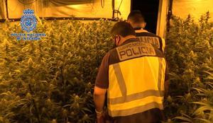 La Policia Nacional desmantella cinc plantacions de marihuana al Baix Llobregat
