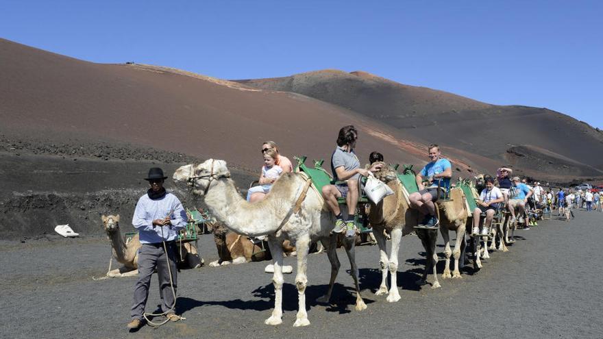 Camellos en el Parque Nacional de Timanfaya.