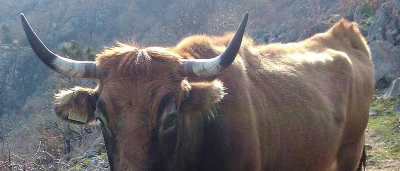 Una vaca casina en los montes del parque de Redes.