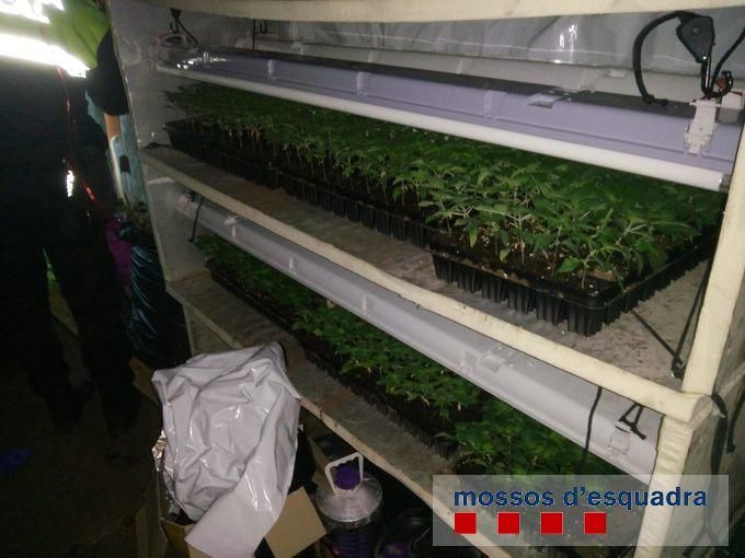 Un detingut per tenir més de 600 plantes de marihuana a Sarrià de Ter