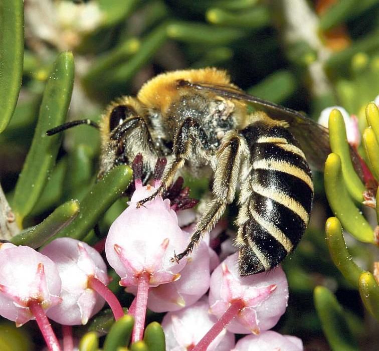 Die wilde Seidenbiene schlürft den Nektar der Vielblütigen Heide.