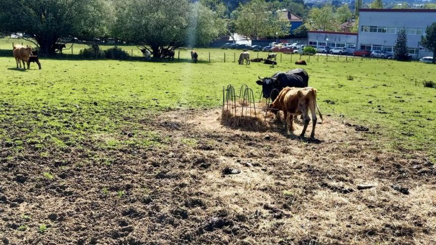 La única granja de vacas en Oleiros, al lado de la Casa Consistorial