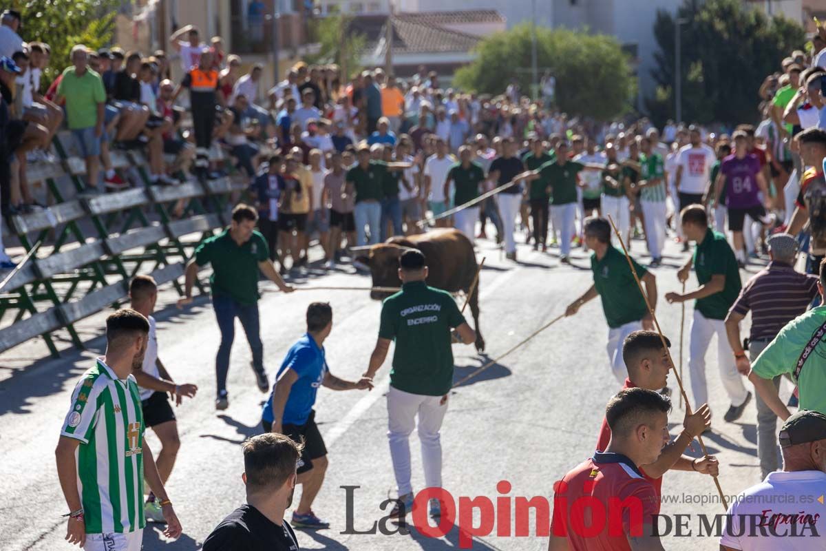 Quinto encierro de la Feria del Arroz de Calasparra