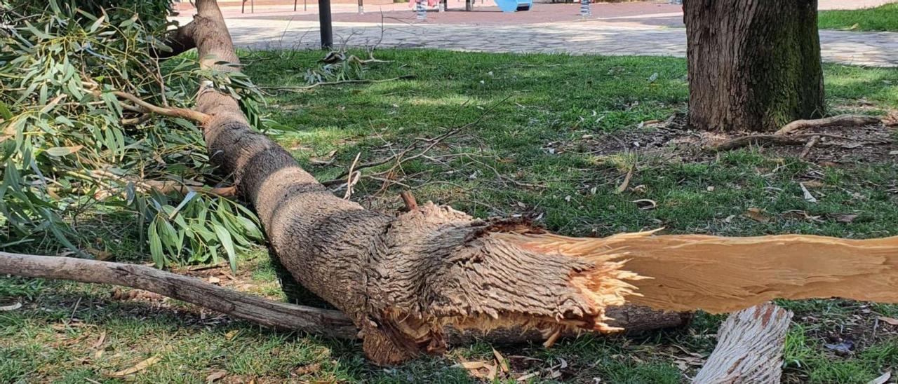 Caída de una gran rama el pasado agosto junto a un parque infantil que los vecinos vincularon a la falta de poda. | INFORMACIÓN