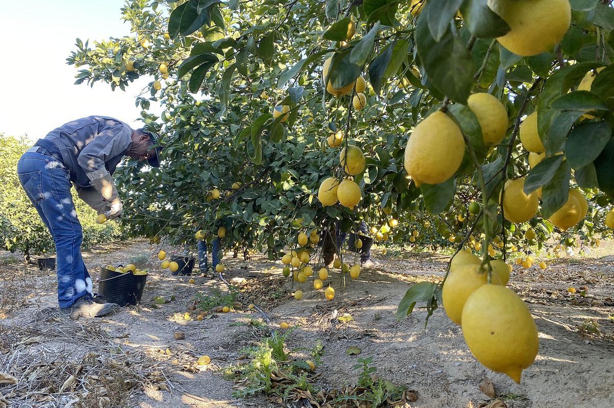Limones listos para recolectarse en un campo de la Vega Baja.