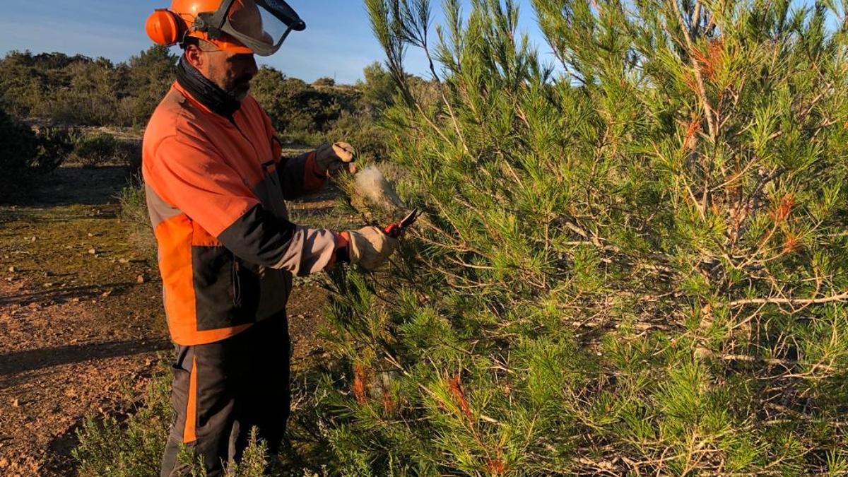 Un operario elimina un nido de procesionaria en Formentera.