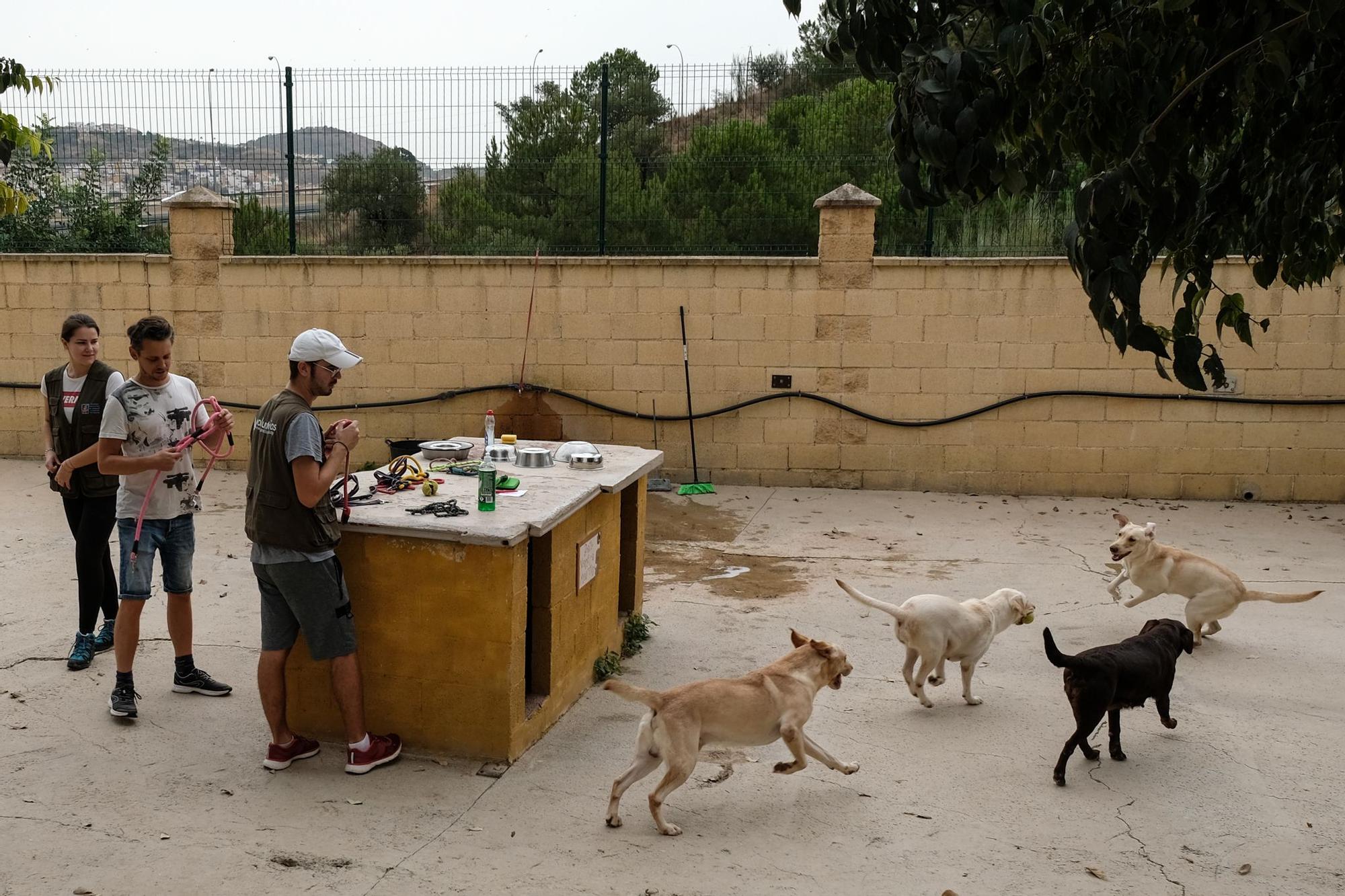 La Protectora de Animales de Málaga, a finales de octubre