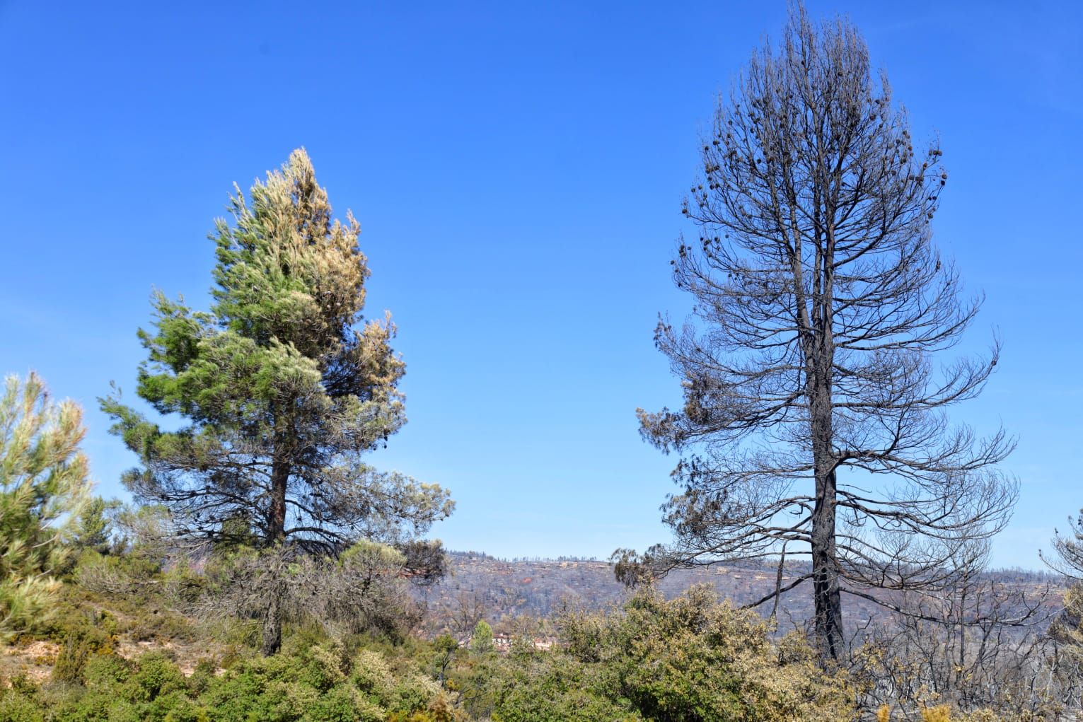 Las imágenes del incendio forestal en el Alto Mijares